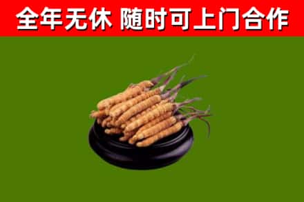浚市回收散虫草